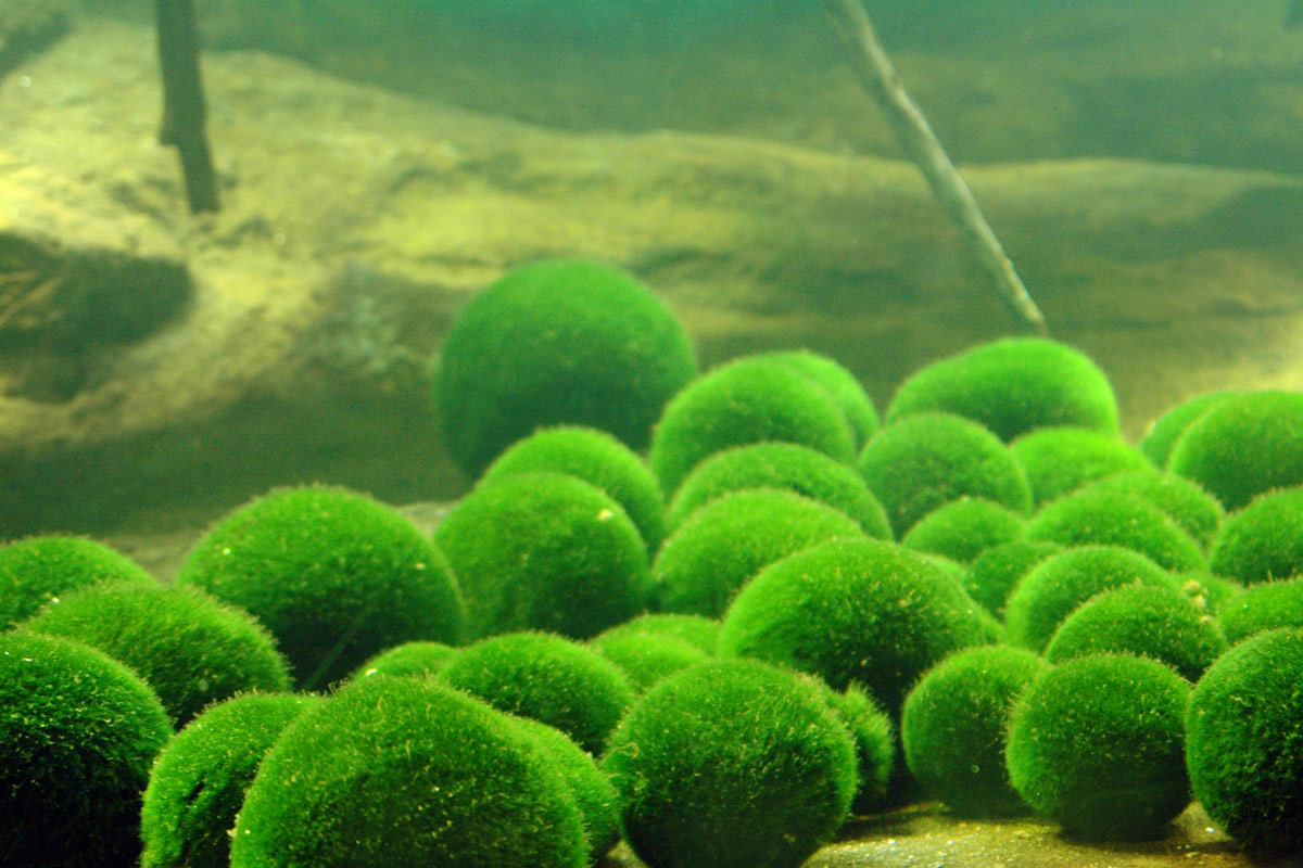 Marimo Exhibition and Observation Center