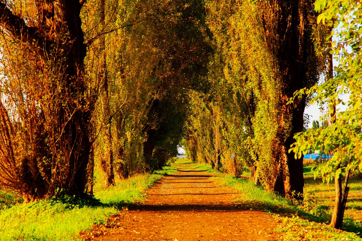Poplar Avenue, Hokkaido University