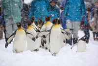 Penguin Walks