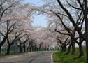 Cheery Blossoms Corridor along Ono River