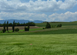 Farmland Green
