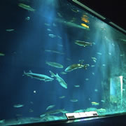 Chitose Aquarium（Chitose）