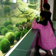 Marimo (Lake Moss Ball) Exhibition and Observation Center